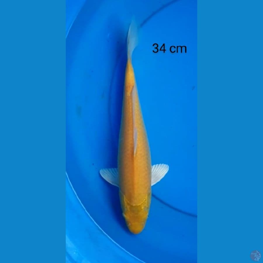 karashi mata merah 34 cm