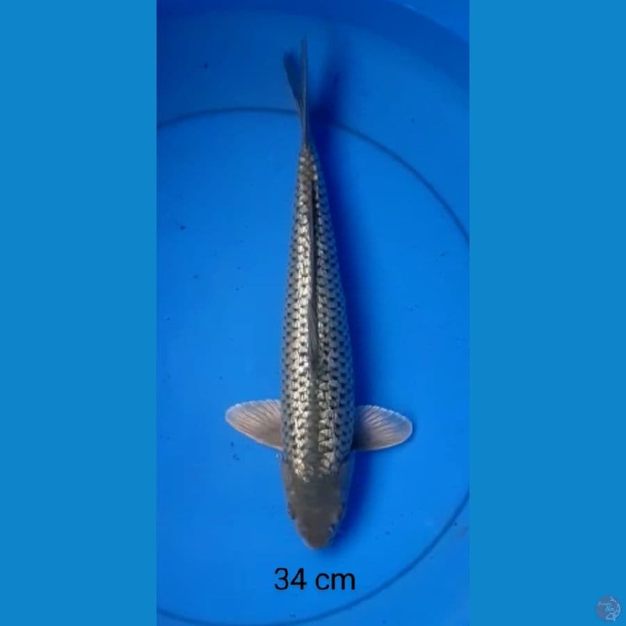 black diamond "male" 34 cm