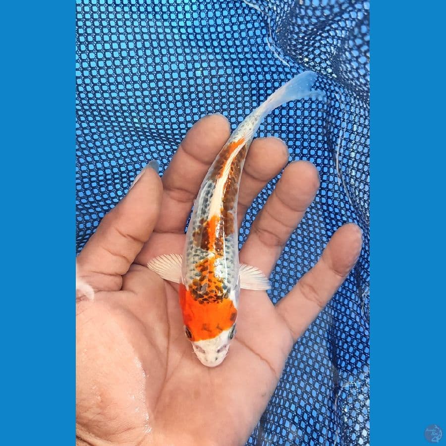 ORION KUJAKU 14CM