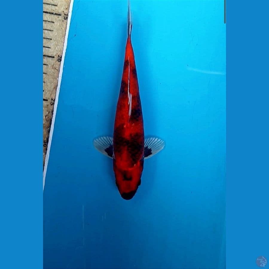 Kin showa 22cm