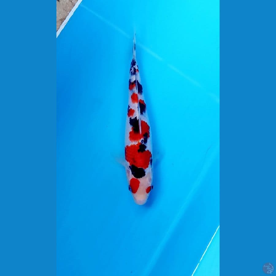 Sanke 18cm