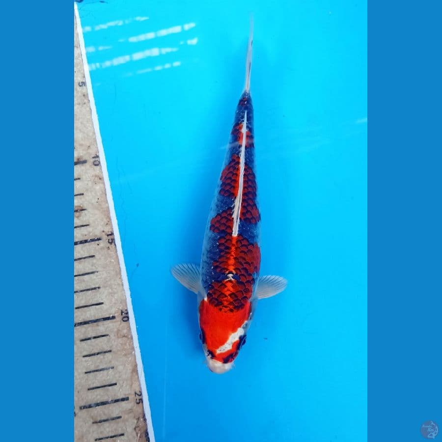 Beni ginga 20cm