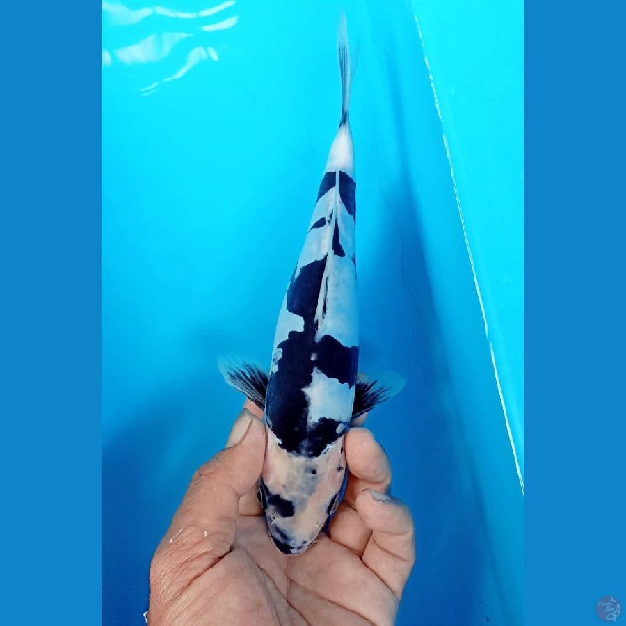 Shiro doit 24cm