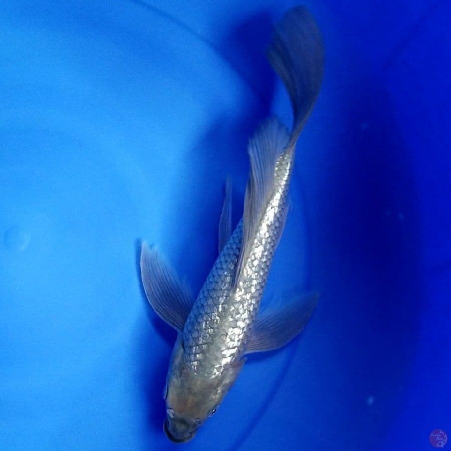SORAGOI GINRIN 30 CM