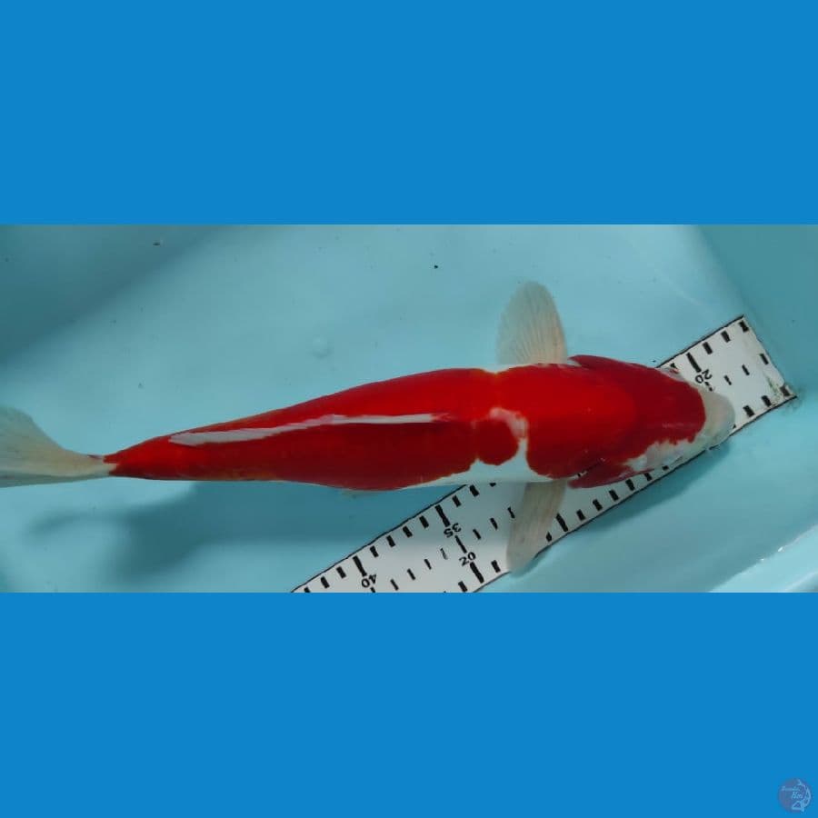 kohaku doit 35cm