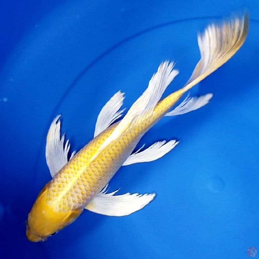 YAMABUKI OGON 34 CM