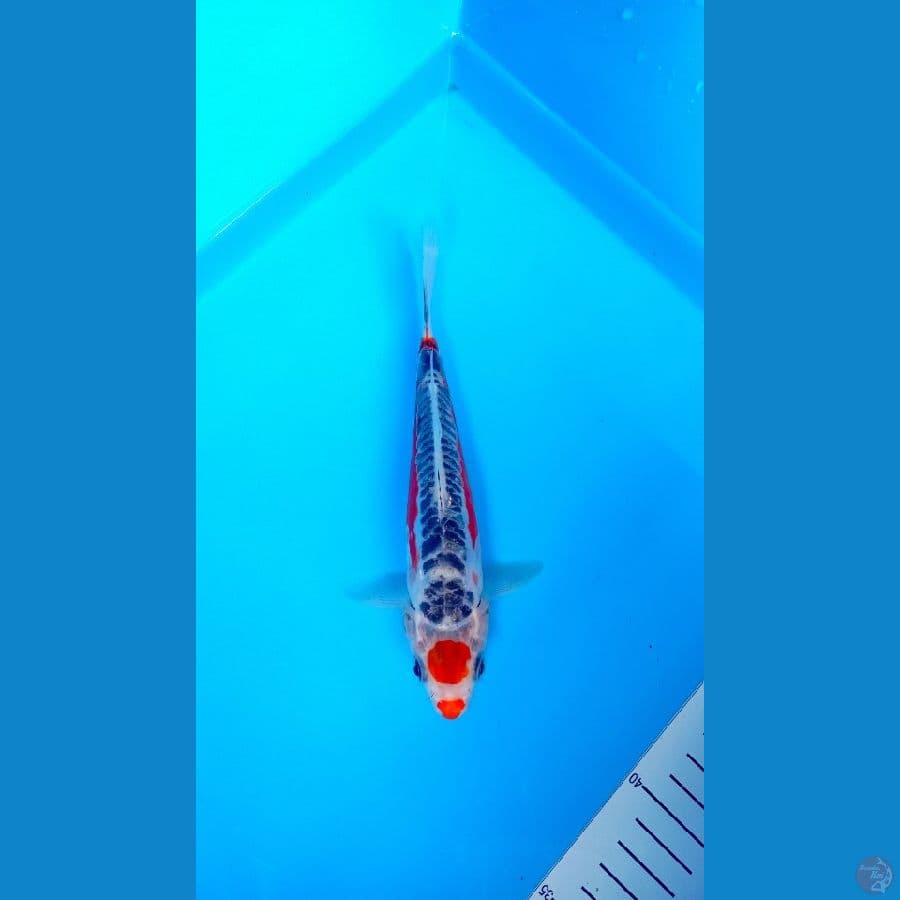 19Cm #TANCHO SHUSUI