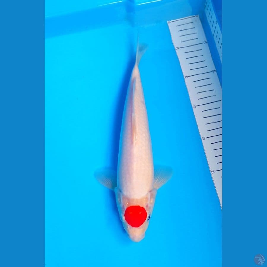 M 31Cm #TANCHO KOHAKU