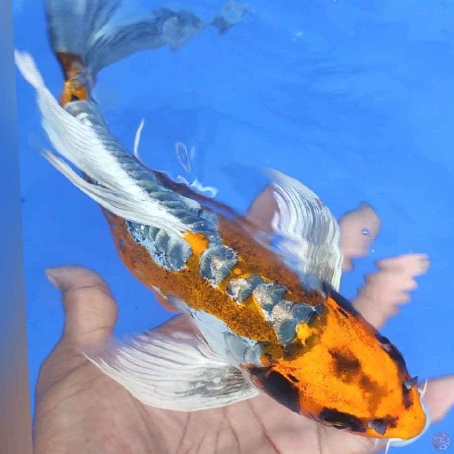 KUMPAY KOJAKU DOID 30CM