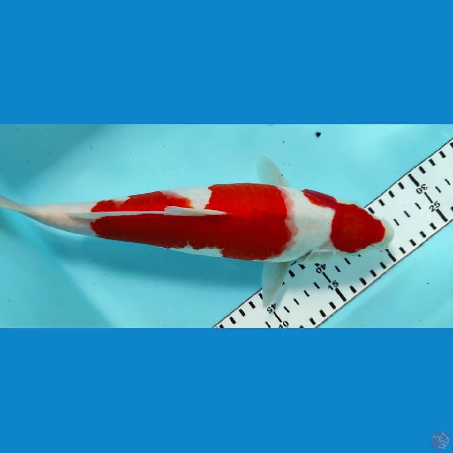 kohaku 30cm