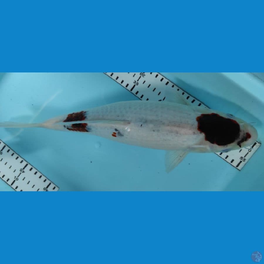 goromo 35cm