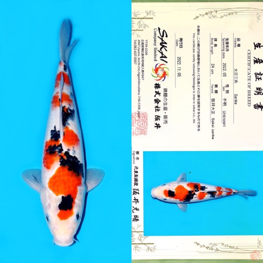 SAKAI TAISHO SANKE 32CM