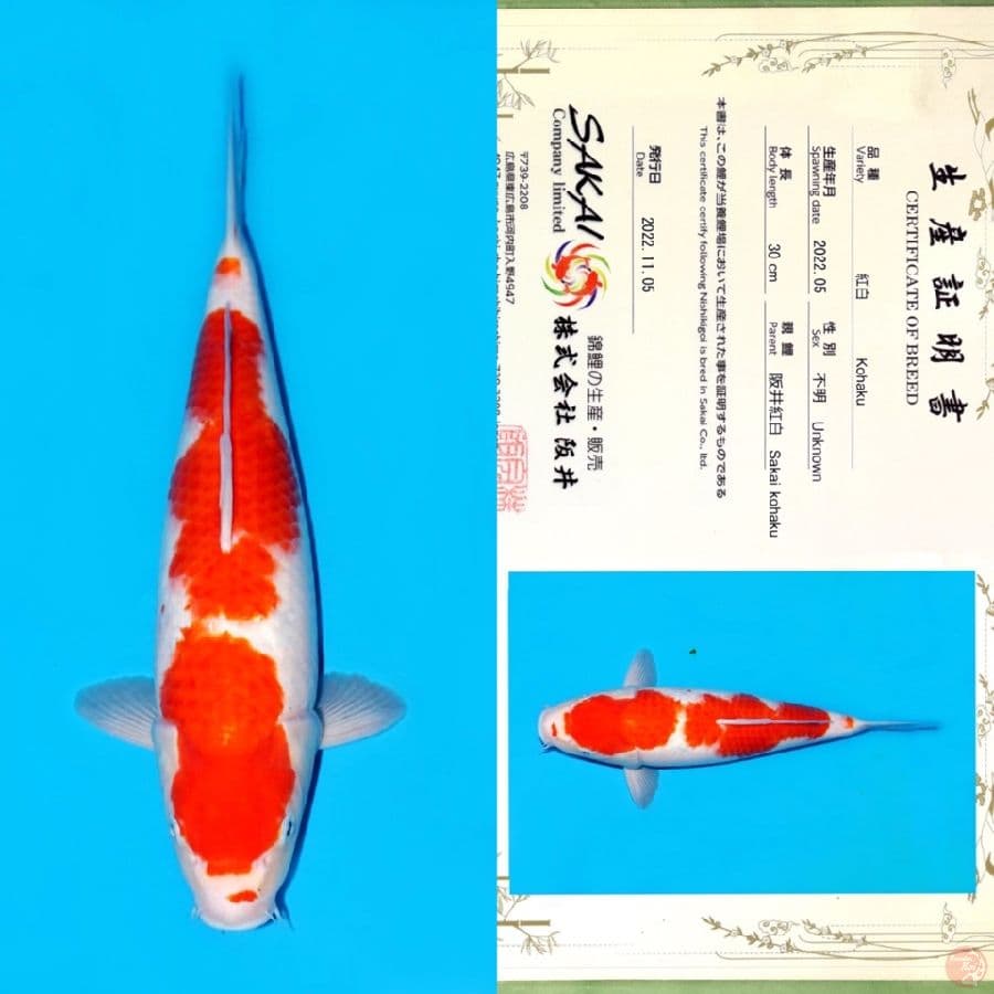 SAKAI KOHAKU 38CM