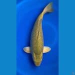 midori 45cm