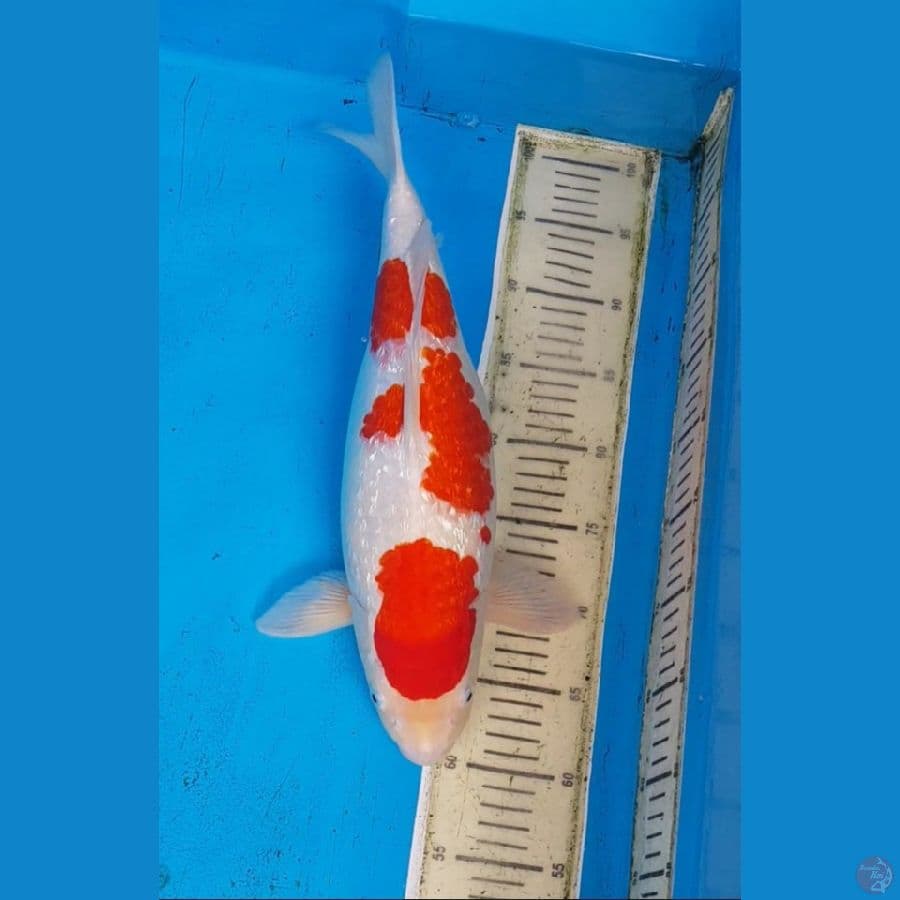 KOHAKU GINRIN SHORT BODY