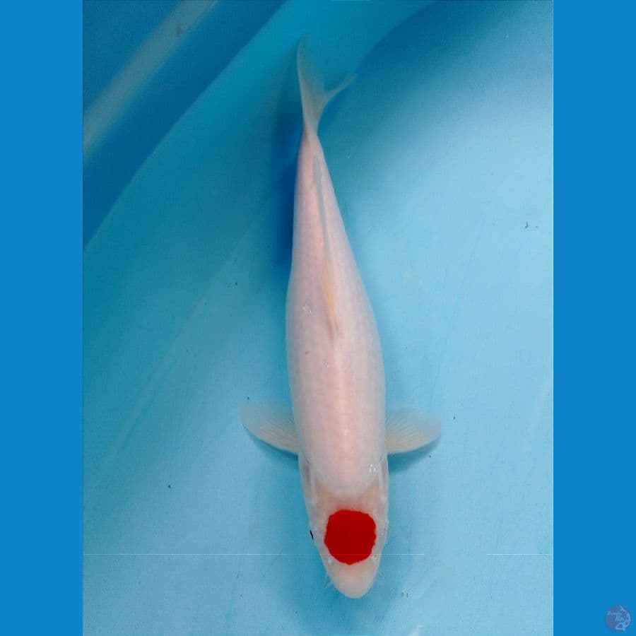 tancho 31 cm