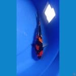 showa 24cm 