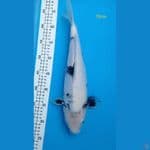 shiro 39cm 