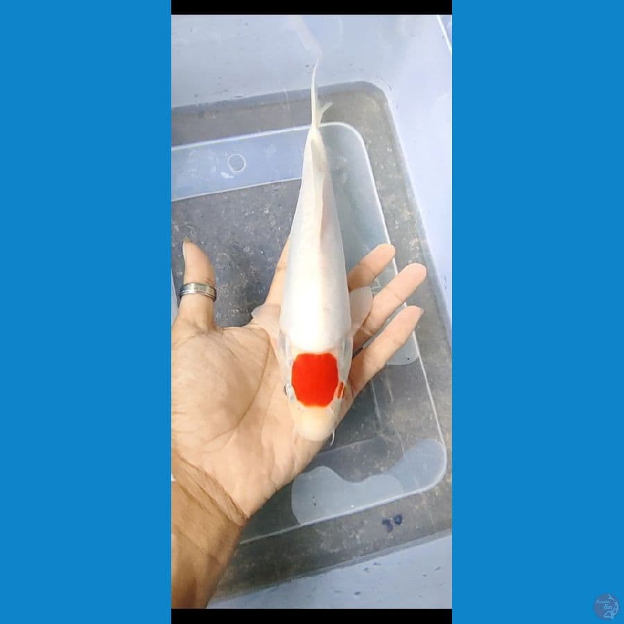 tanco oryginal 27 cm.. putih bersih