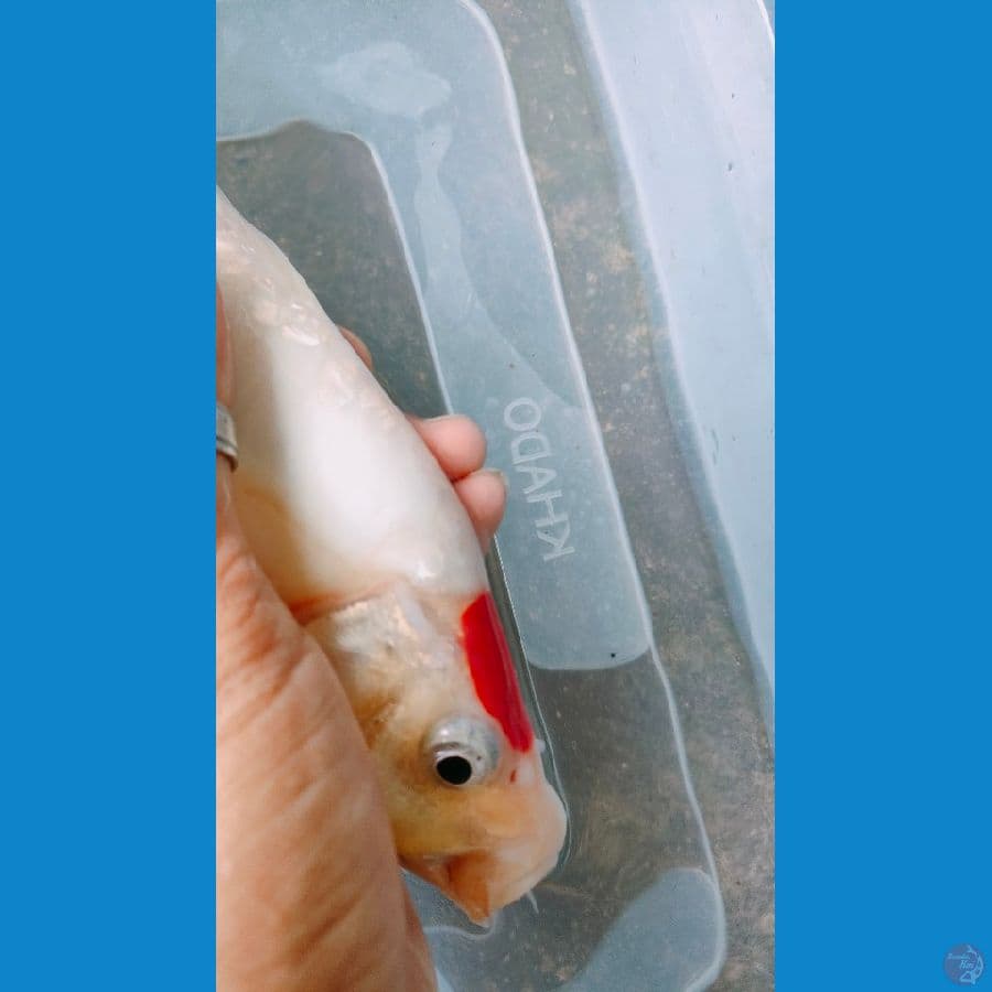 tanco oryginal 27 cm.. putih bersih