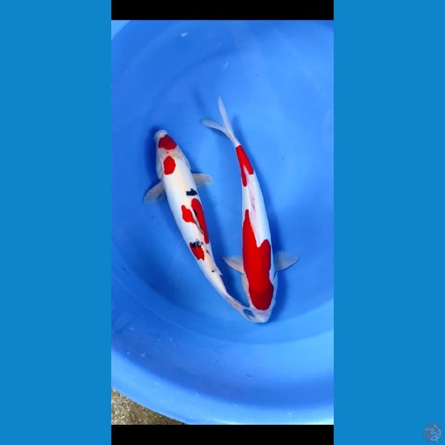 40-42cm