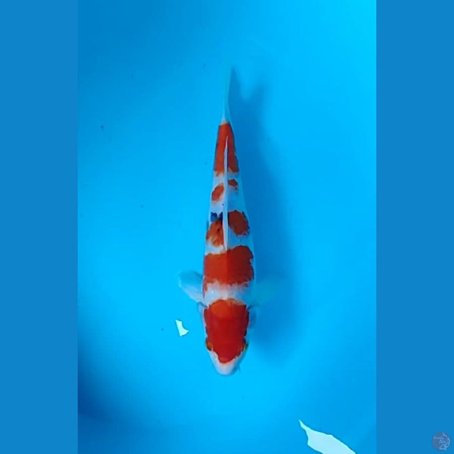 showa tategoi 33 cm