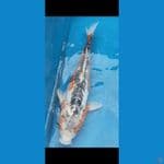 shusui jumbo 60cm