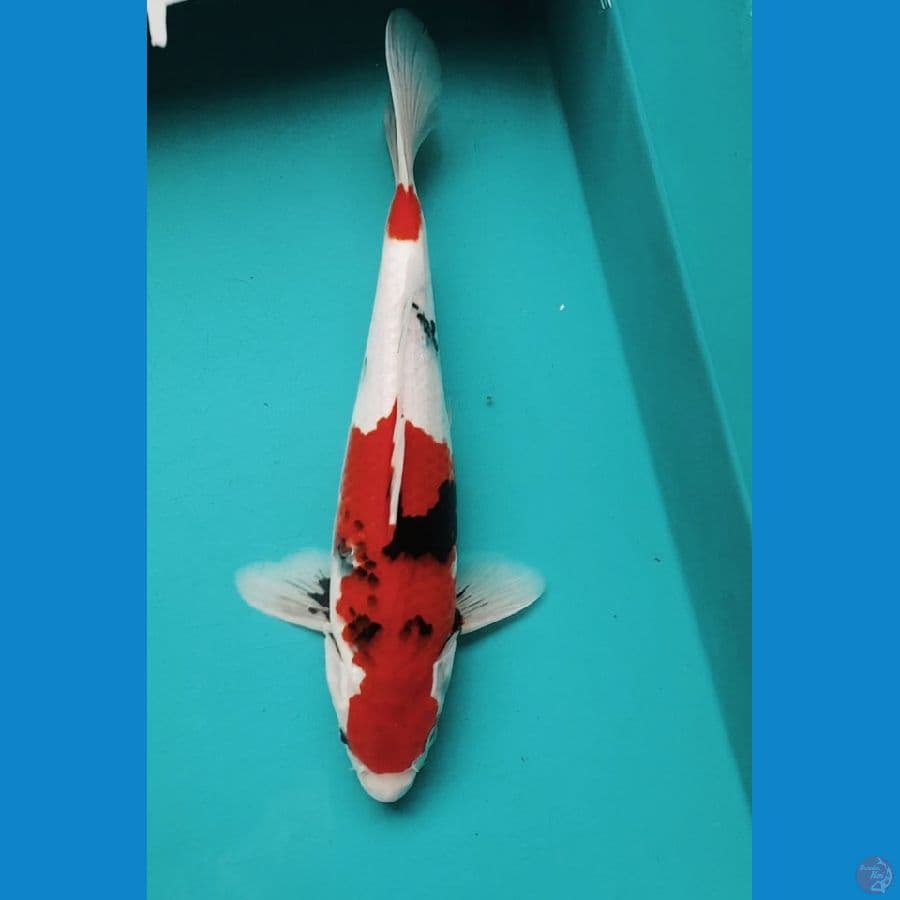 KINDAI SHOWA 32CM MALE