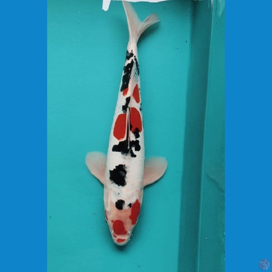 SANKE DOITSU 33CM MALE