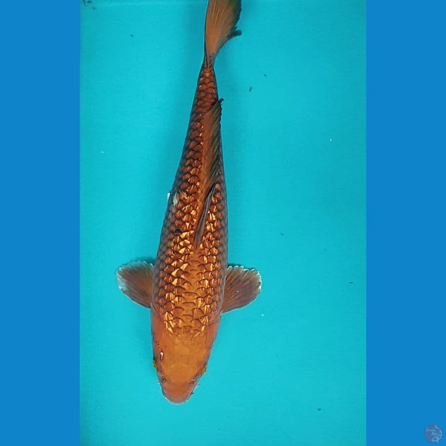 CHAGOI GINRIN 38CM FM