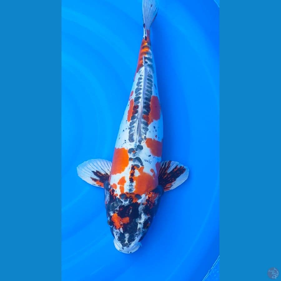 beni kikokuryu sq 51cm 