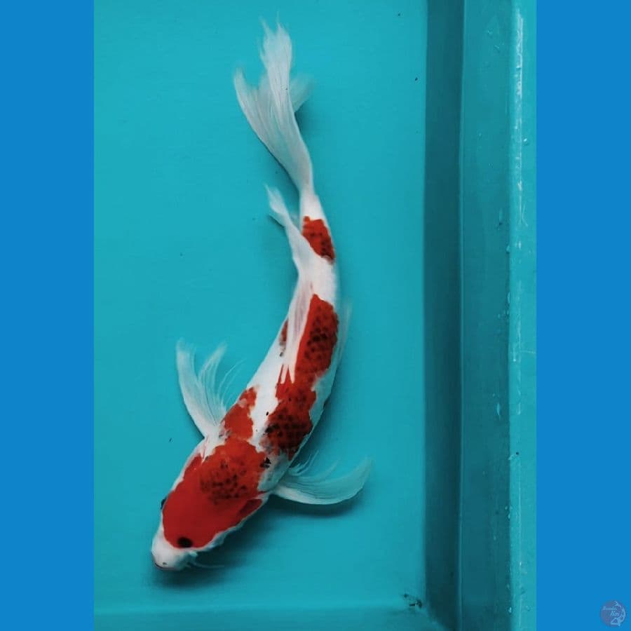 KUMPAY GOROMO 40CM