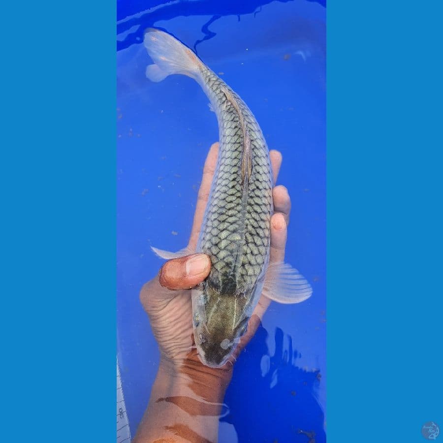 soragoi munuk bulky 32cm