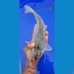 soragoi munuk bulky 32cm