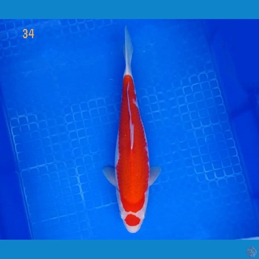maruten kohaku original