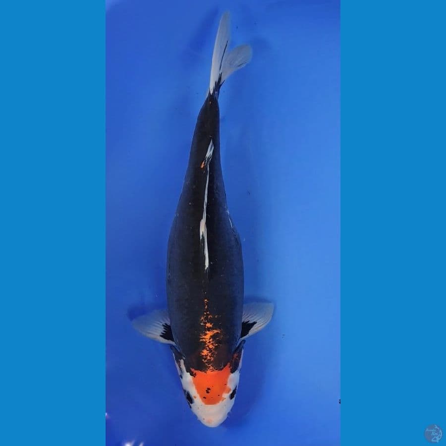 BENI KUMONRYU 42cm