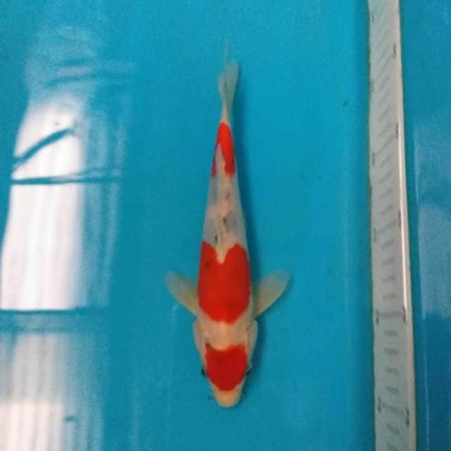 Sanke calon tsubo 22 cm