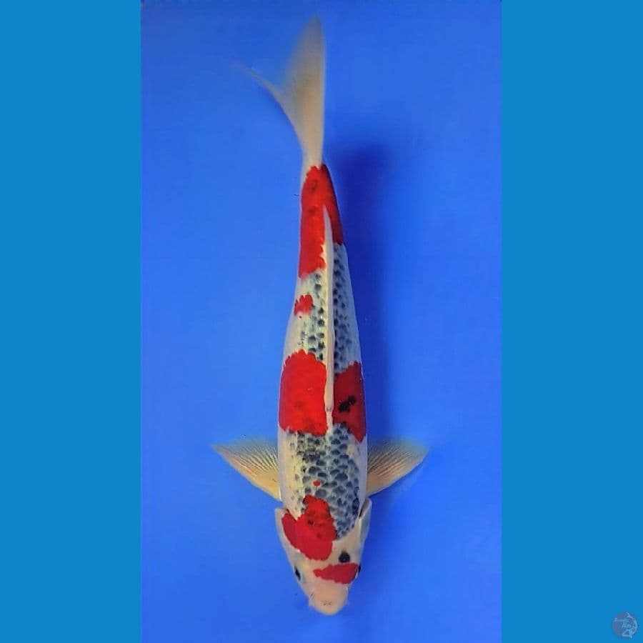 GOSHIKI 37cm
