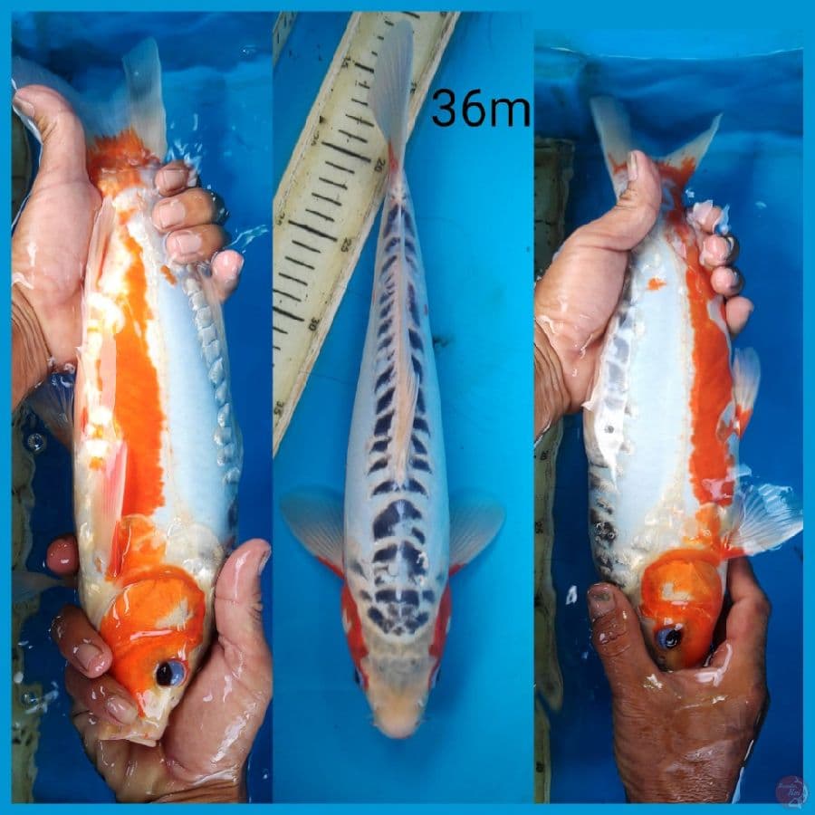 shusui, 36cm male