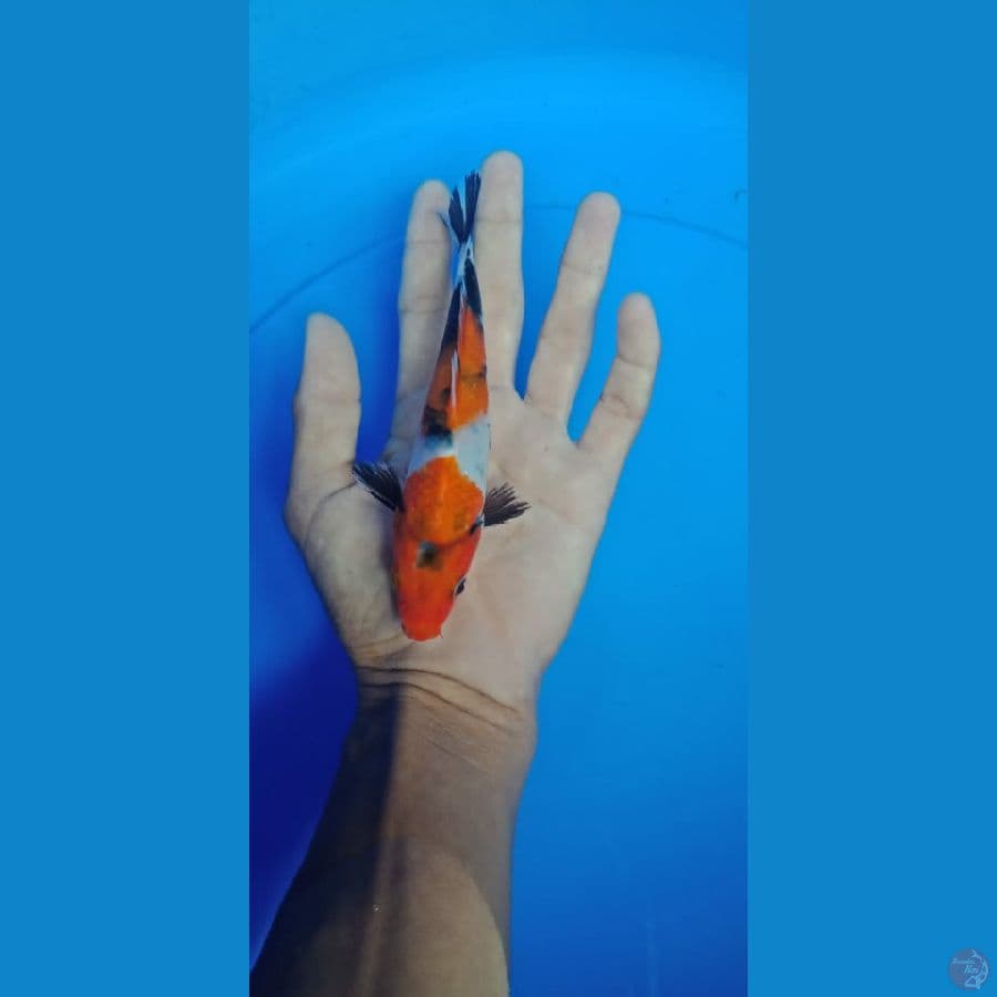 showa 16 cm
