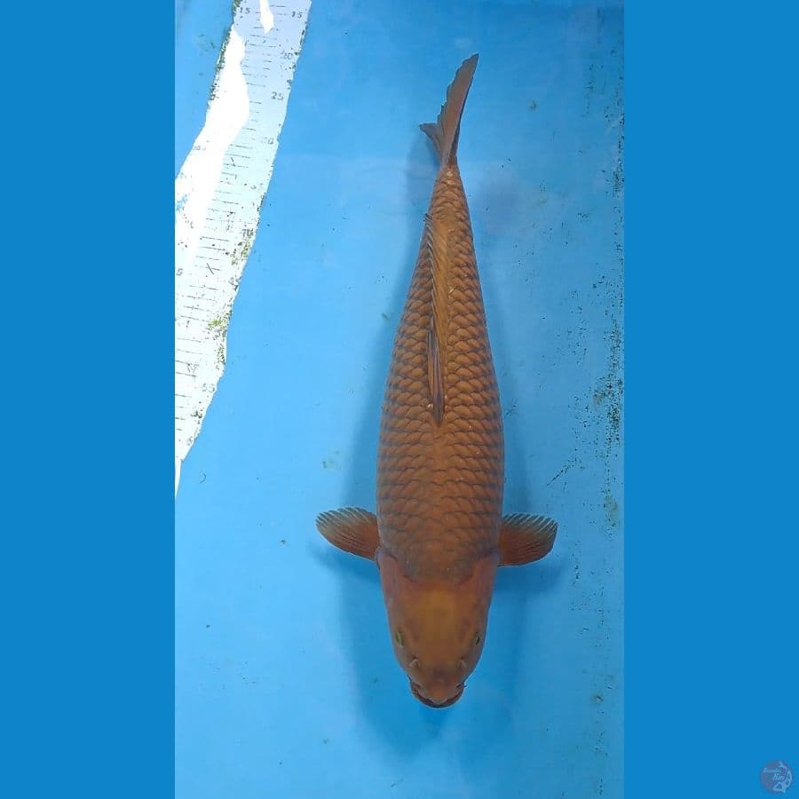 CHAGOI TEMBAGA 52cm