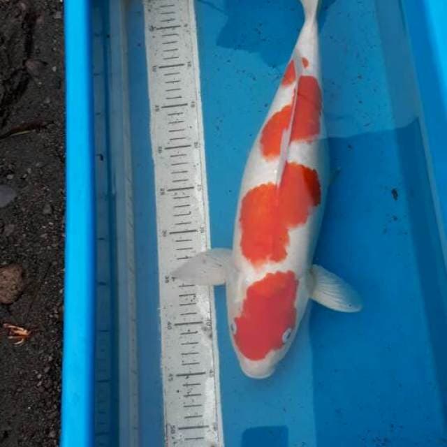 F1.kohaku super.size.50bu