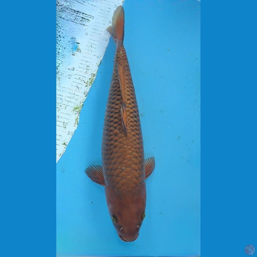 CHAGOI TEMBAGA 49cm