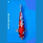 Showa Doit HQ Import Hiroi farm 
