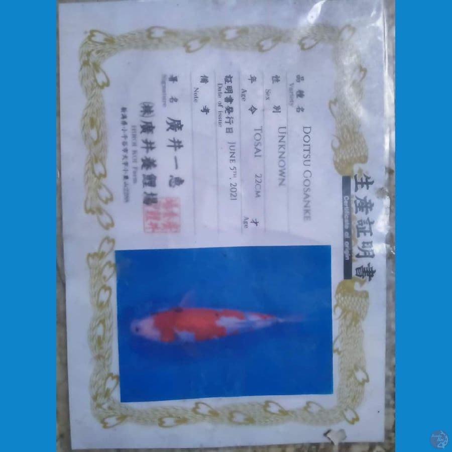 Showa Doit HQ Import Hiroi farm 