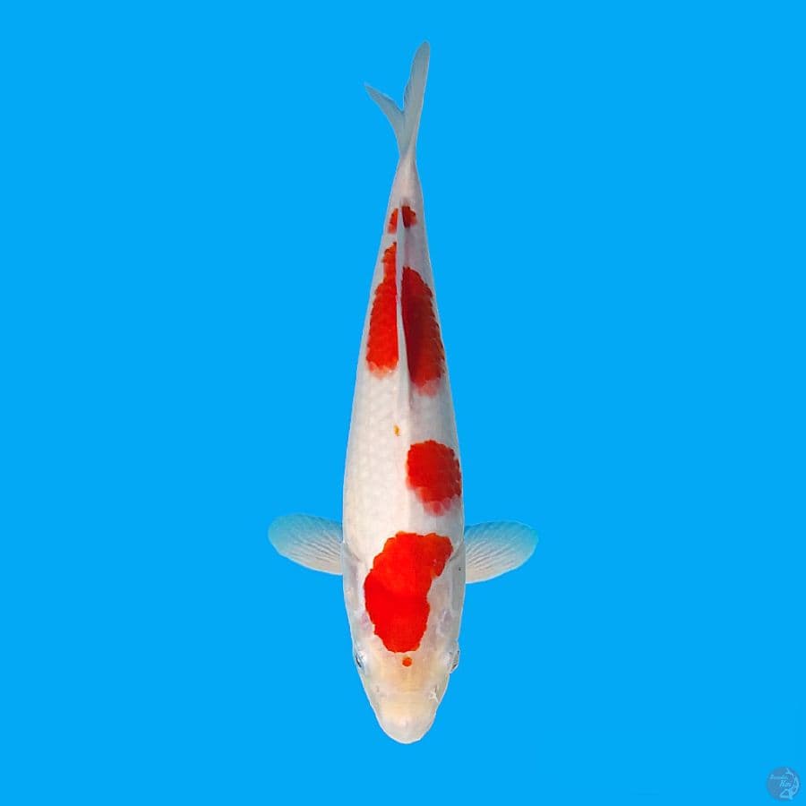 30cm
