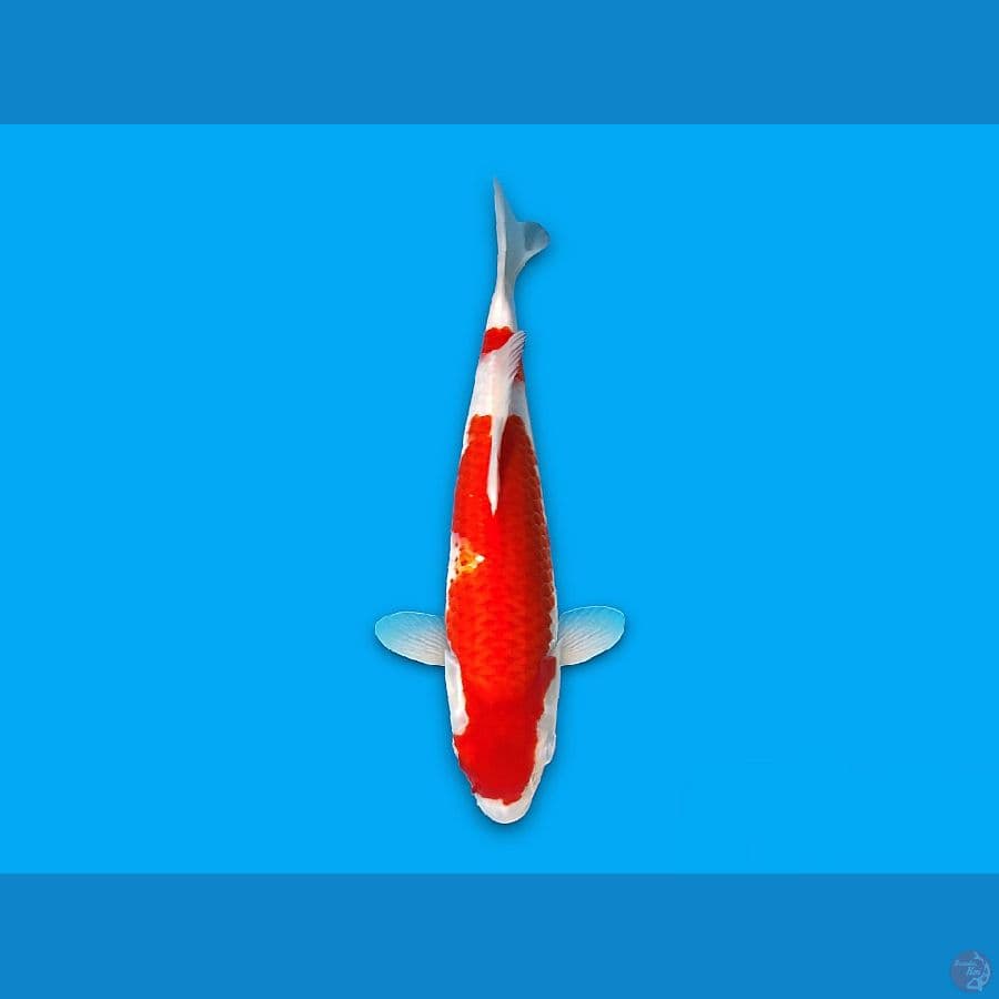 red strong 35cm