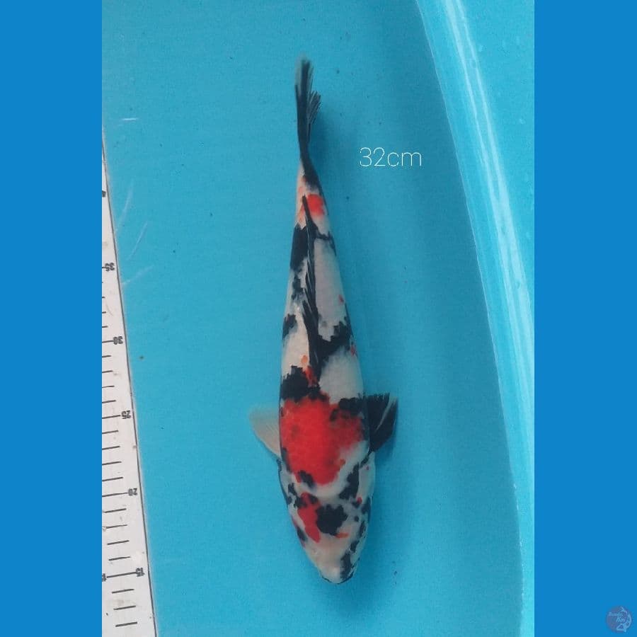 showa 32cm