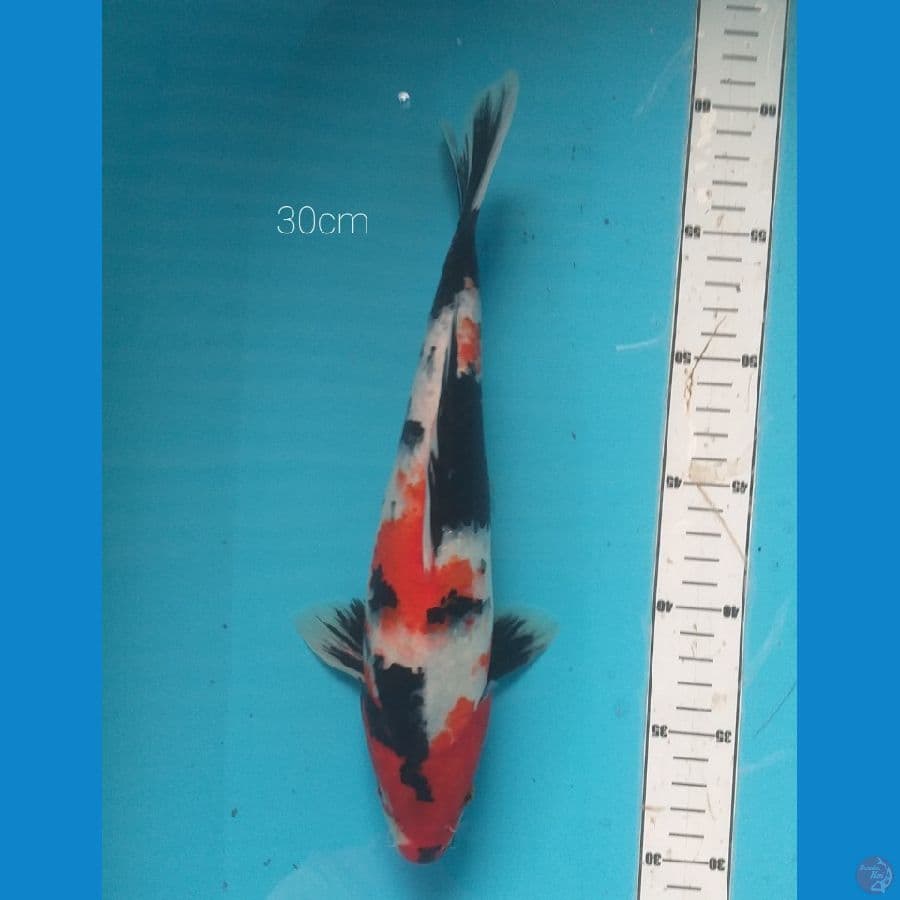 showa30cm