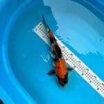 showa 32cm